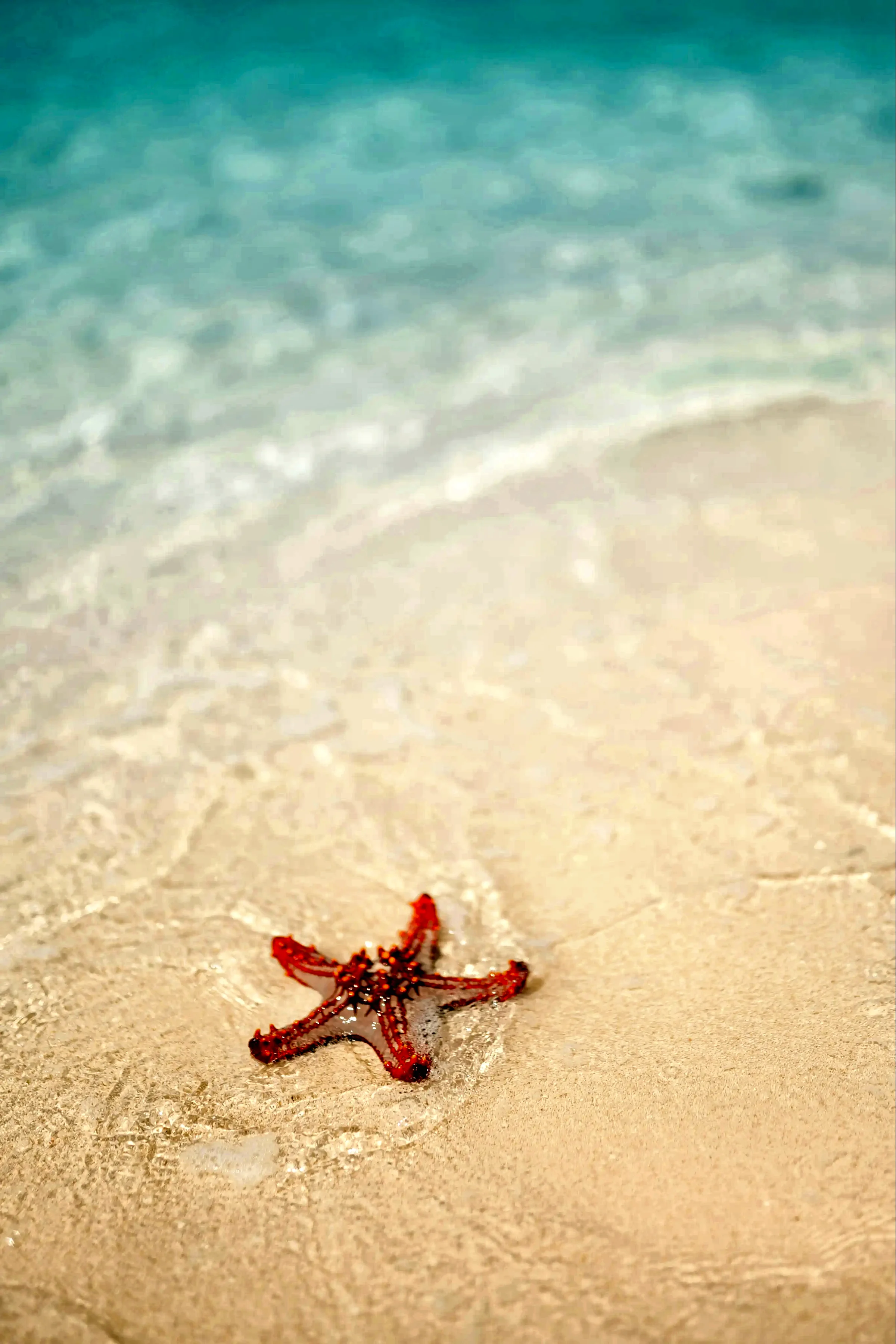 Starfish in shallow water, representing concierge primary care in Mount Pleasant